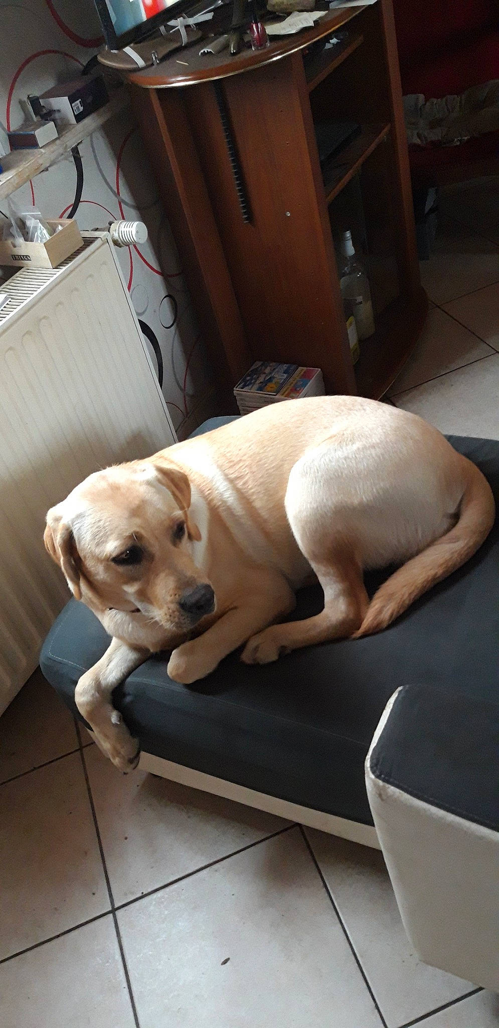 Pepette a rejoint le concours — aidez-le/la à gagner de superbes lots ! canidae, carnivore, companion_dog, dog, dog_breed, fawn, labrador_retriever, mammal, puppy, retriever, snout, sporting_group