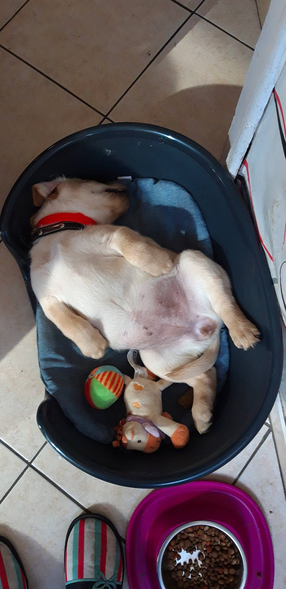 Pepette participe au concours pour gagner de l'argent avec cette photo : canidae, carnivore, companion_dog, dog, dog_breed, fawn, snout, sporting_group