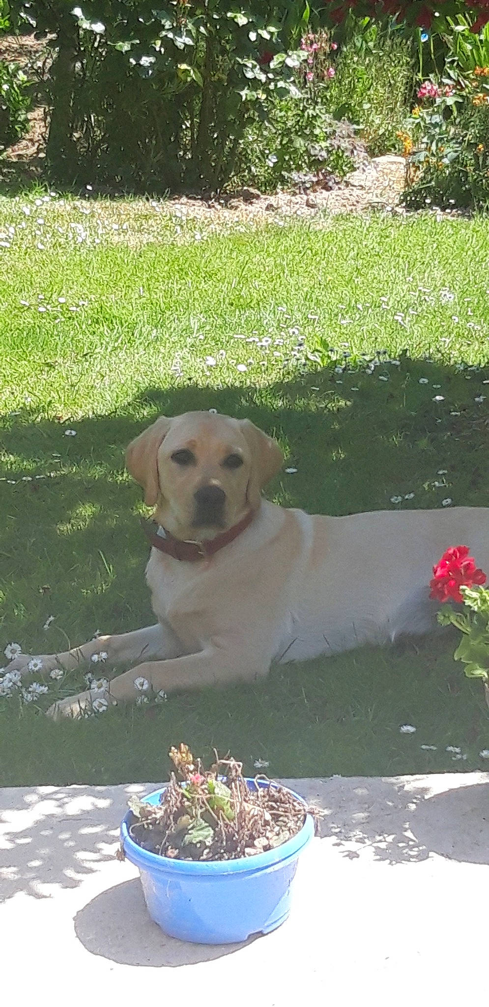 Pepette a rejoint le concours — aidez-le/la à gagner de superbes lots ! canidae, carnivore, companion_dog, dog, dog_breed, fawn, golden_retriever, labrador_retriever, mammal, puppy, retriever, sporting_group