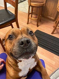 Boondox'S is registered to the contest to win money with this photo: canidae, carnivore, chair, collar, companion_dog, dog, dog_breed, dog_collar, fawn, flooring, fur, hardwood, selfie, snout, sporting_group, whiskers, wood, wood_flooring, wood_stain, working_animal