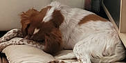 Stella participe au concours pour gagner de l'argent avec cette photo : dog, sleeping, cushion, bed, indoor, brown_and_white, furniture, couch, damaged, blanket, toy, floor, resting, pet, cozy, relaxing, fur, home, domestic, quiet
