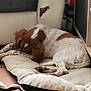 dog, sleeping, cushion, bed, indoor, brown_and_white, furniture, couch, damaged, blanket, toy, floor, resting, pet, cozy, relaxing, fur, home, domestic, quiet