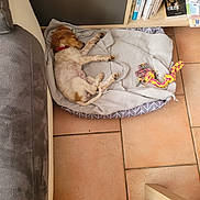 Stella participe au concours pour gagner de l'argent avec cette photo : puppy, dog, sleeping, dog_bed, blanket, toy, rope_toy, floor, tile_floor, couch, bookshelf, books, indoor, pet, collar, resting, home, cozy, small_dog, furniture