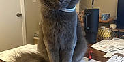 Niko joined the competition — help win amazing prizes! cat, collar, curious, desk, domestic_animal, door, feline, fluffy_tail, furniture, gray_cat, houseplant, indoor, keyboard, living_room, papers, pen, pet, sitting, tumbler, wooden_floor