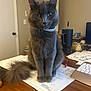 cat, collar, curious, desk, domestic_animal, door, feline, fluffy_tail, furniture, gray_cat, houseplant, indoor, keyboard, living_room, papers, pen, pet, sitting, tumbler, wooden_floor
