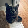 Niko is registered to the contest to win money with this photo: animal, cat, closeup, curious, cute, domestic_animal, ears, eyes, feline, flooring, fur, gray_cat, indoor, looking_up, pet, rug, tail, tile_floor, whiskers, wood_floor