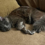 Niko is registered to the contest to win money with this photo: animal, cat, closeup, couch, cozy, domestic_cat, feline, fluffy, fur, furniture, gray_cat, home, indoor, paw, pet, relaxed, resting, sleepy, tail, whiskers