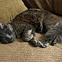 animal, cat, closeup, couch, cozy, domestic_cat, feline, fluffy, fur, furniture, gray_cat, home, indoor, paw, pet, relaxed, resting, sleepy, tail, whiskers