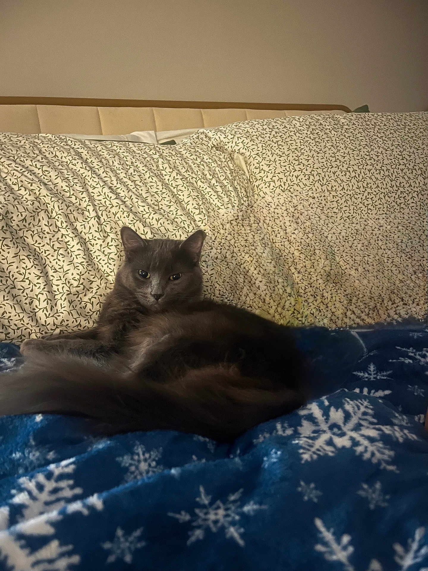 Niko joined the competition — help win amazing prizes! animal, bed, blanket, cat, comfort, cozy, cute, domestic, feline, fur, gray_cat, indoor, leaf_pattern, pet, pillow, relaxed, resting, sleepy, snowflake_pattern, warm