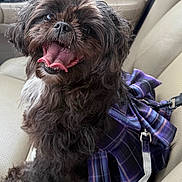 Winnie is registered to the contest to win money with this photo: dog, black_dog, pet, car_seat, plaid_bag, happy, smiling, fur, mouth_open, tongue_out, leash, indoor, animal, canine, seat, travel, companion, cute, friendly, portrait