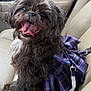 dog, black_dog, pet, car_seat, plaid_bag, happy, smiling, fur, mouth_open, tongue_out, leash, indoor, animal, canine, seat, travel, companion, cute, friendly, portrait