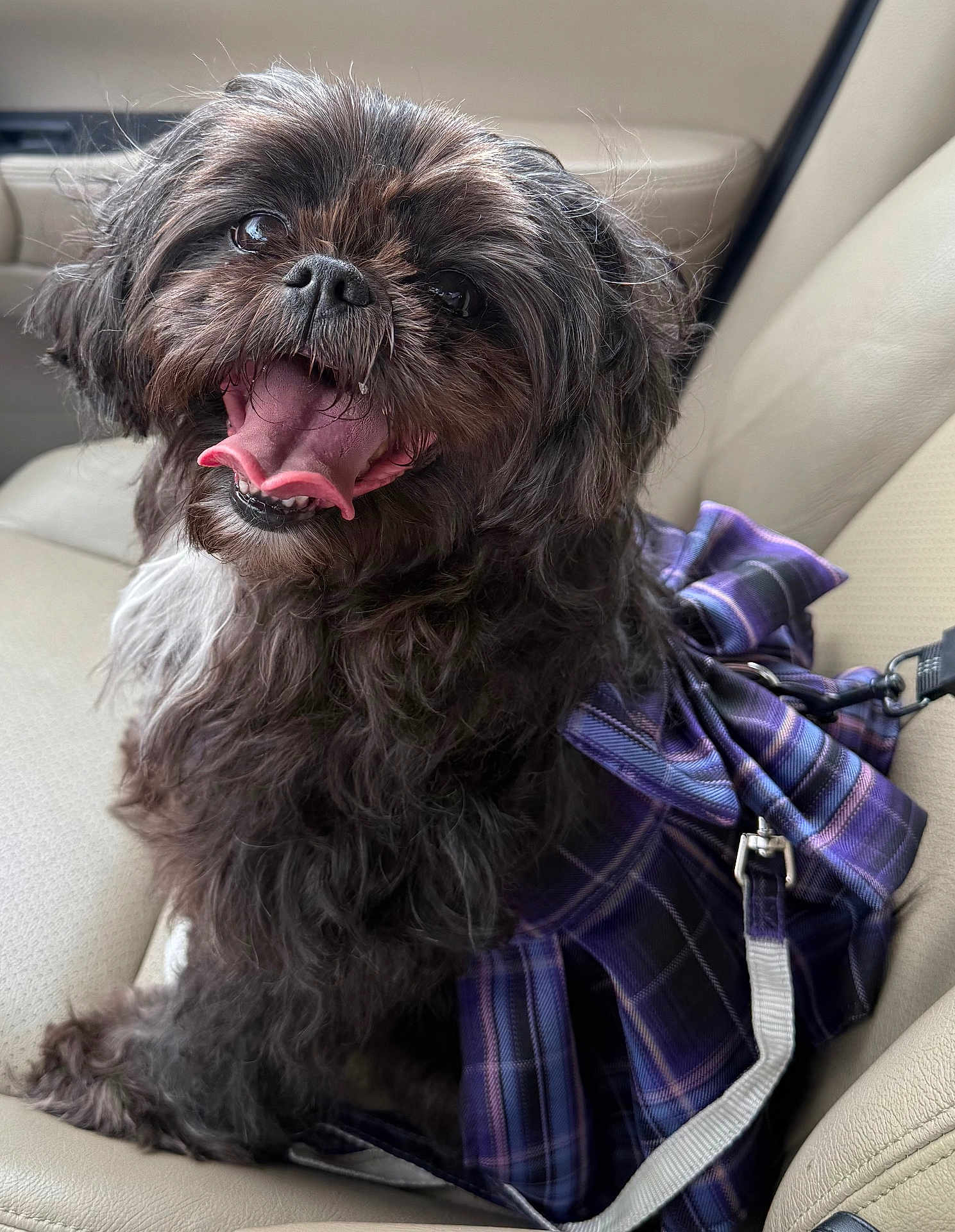 Winnie is registered to the contest to win money with this photo: dog, black_dog, pet, car_seat, plaid_bag, happy, smiling, fur, mouth_open, tongue_out, leash, indoor, animal, canine, seat, travel, companion, cute, friendly, portrait