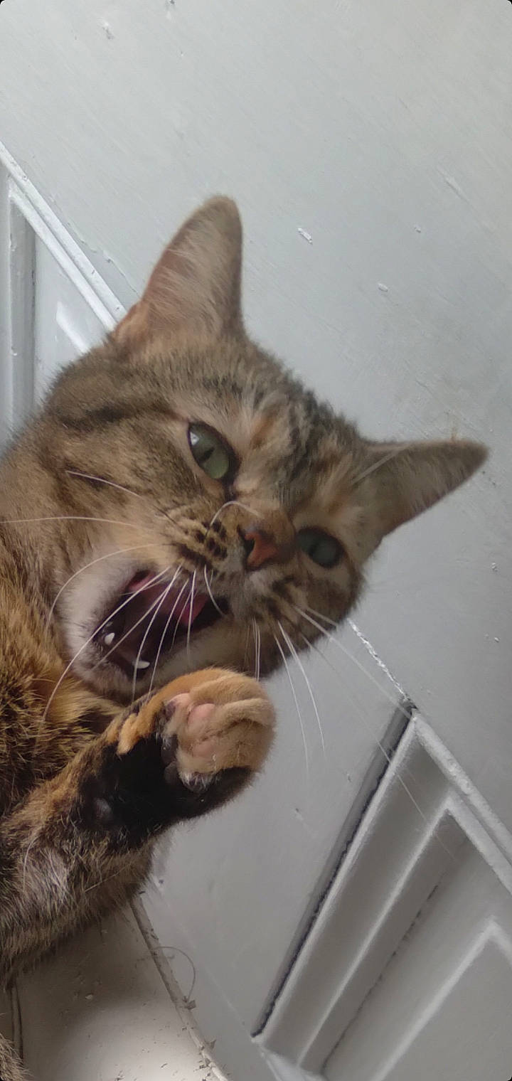 Mamagirl joined the competition — help win amazing prizes! carnivore, cat, claw, domestic_short_haired_cat, fawn, felidae, fur, paw, small_to_medium_sized_cats, snout, tail, terrestrial_animal, whiskers, window, wood