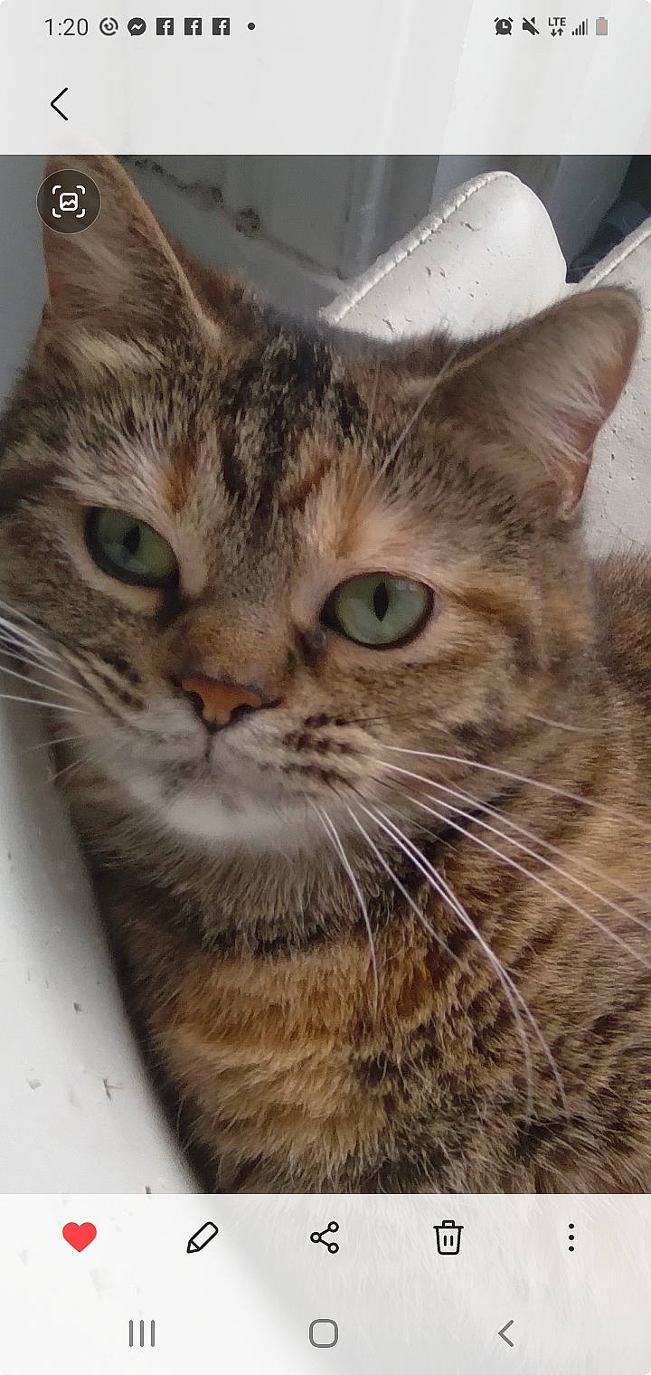 Mamagirl is registered to the contest to win money with this photo: carnivore, cat, domestic_short_haired_cat, felidae, fur, iris, paw, small_to_medium_sized_cats, snout, terrestrial_animal, whiskers