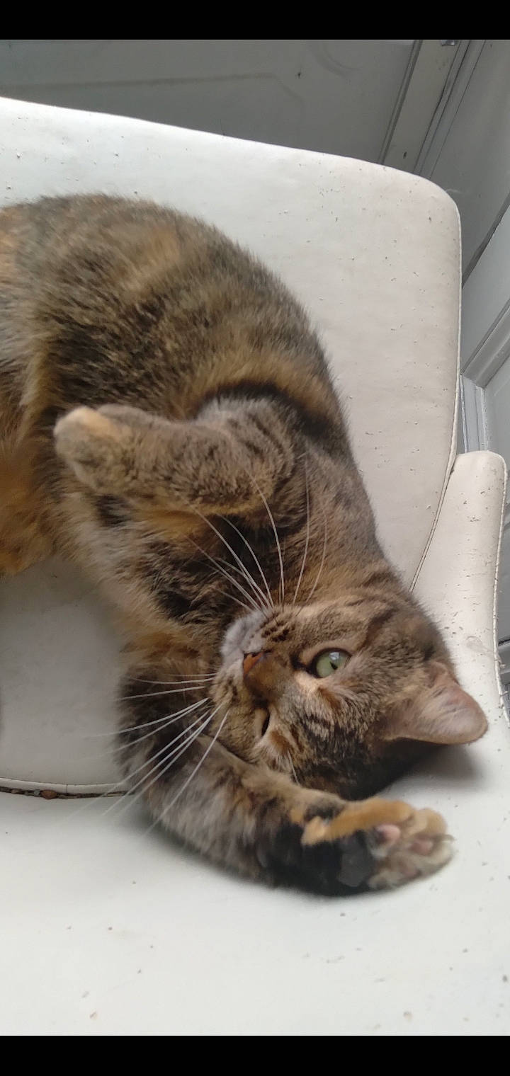 Mamagirl joined the competition — help win amazing prizes! carnivore, cat, claw, comfort, couch, domestic_short_haired_cat, eye, fawn, felidae, flooring, fur, paw, small_to_medium_sized_cats, snout, tail, terrestrial_animal, throw_pillow, whiskers, wildlife