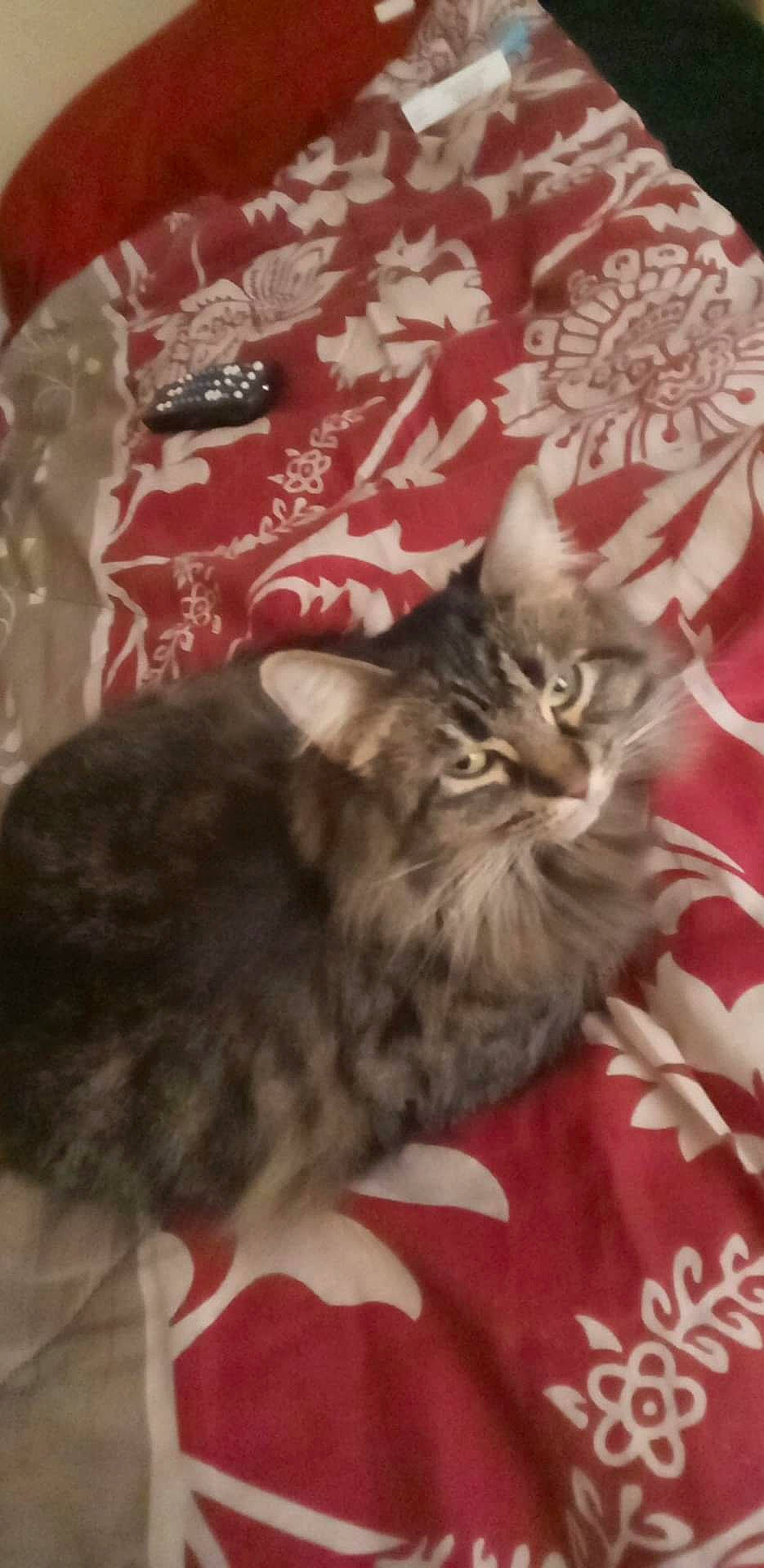 Mia is registered to the contest to win money with this photo: carnivore, cat, claw, comfort, domestic_short_haired_cat, fawn, felidae, fur, maine_coon, paw, small_to_medium_sized_cats, tail, whiskers