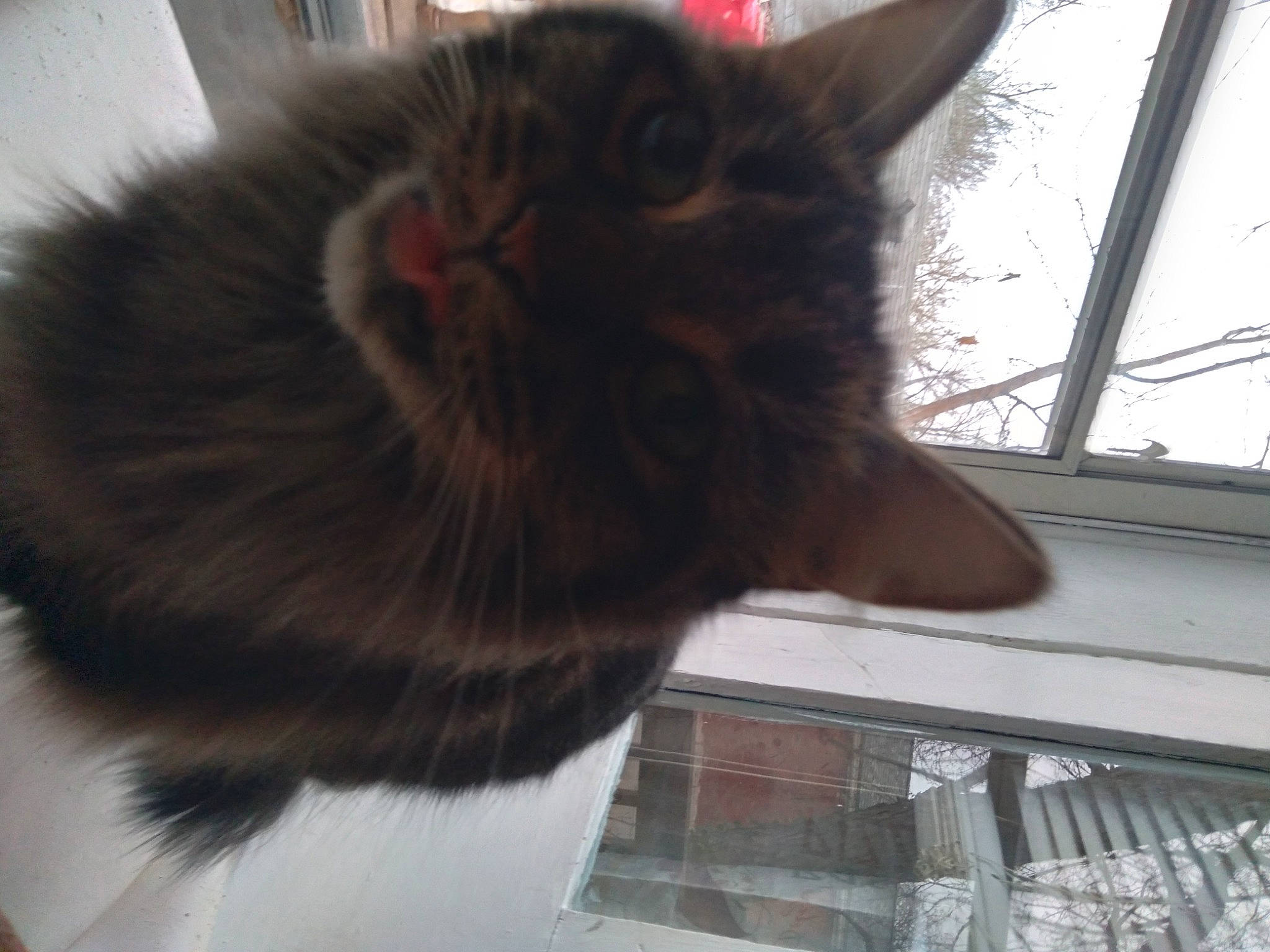 Mia is registered to the contest to win money with this photo: black_cat, carnivore, cat, claw, domestic_short_haired_cat, fawn, felidae, fur, liver, mammal, paw, small_to_medium_sized_cats, snout, tail, terrestrial_animal, whiskers, window