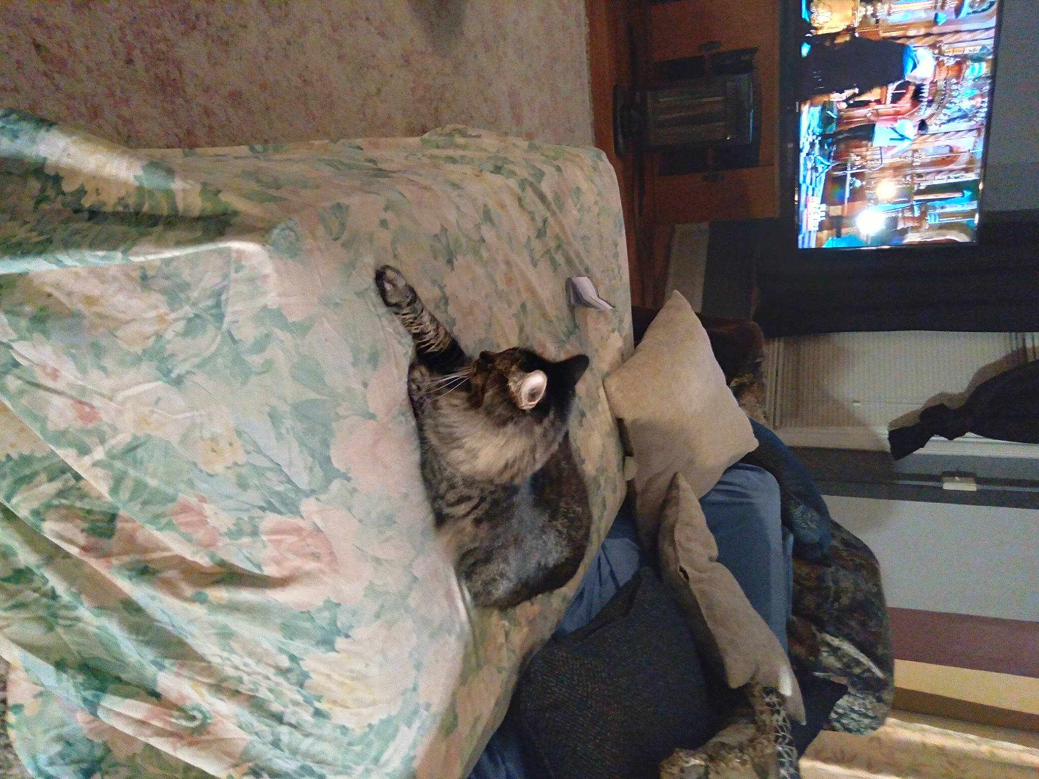 Mia is registered to the contest to win money with this photo: bedding, carnivore, cat, comfort, couch, fawn, felidae, flooring, hardwood, linens, living_room, pillow, room, small_to_medium_sized_cats, television, television_set, throw_pillow, tree, whiskers, wood