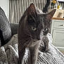 Teddybear is registered to the contest to win money with this photo: cat, gray_cat, blanket, stretching, indoor, living_room, lamp, furniture, decor, texture, cozy, pet, animal, soft_light, couch, home, tail, ears, whiskers, feline