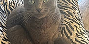 Teddybear is registered to the contest to win money with this photo: cat, gray_cat, animal, pet, lap, zebra_print, pants, indoor, rug, wooden_floor, cozy, green_eyes, fur, whiskers, tail, relaxed, sitting, closeup, person, comfort