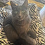 cat, gray_cat, animal, pet, lap, zebra_print, pants, indoor, rug, wooden_floor, cozy, green_eyes, fur, whiskers, tail, relaxed, sitting, closeup, person, comfort