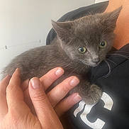 Teddybear joined the competition — help win amazing prizes! kitten, cat, gray_cat, pet, animal, hand, person, indoor, closeup, fur, whiskers, cute, tiny, green_eyes, holding, cuddling, soft_light, fingers, curious, companion