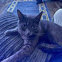 Teddybear is registered to the contest to win money with this photo: cat, gray_cat, pet, indoor, blanket, furniture, floor, rug, relaxed, animal, whiskers, fur, paw, home, cozy, curious, mammal, cute, domestic_animal, resting