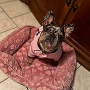 Nairobi is registered to the contest to win money with this photo: dog, french_bulldog, pet, pink_sweater, dog_bed, heart_pattern, indoor, tile_floor, wooden_cabinet, curious, looking_up, cozy, adorable, fur, ears, collar, small_dog, companion, animal, cute