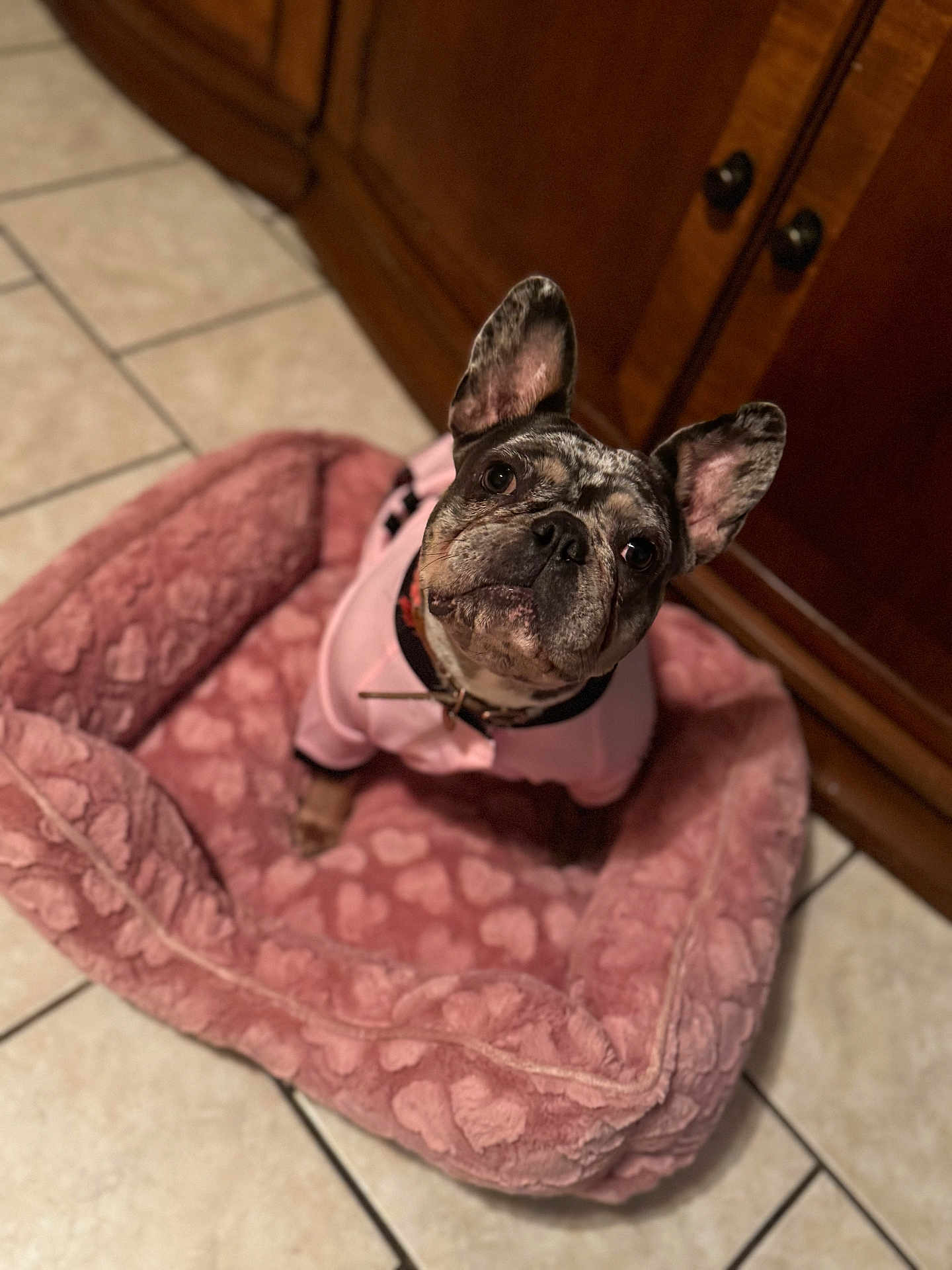 Nairobi is registered to the contest to win money with this photo: dog, french_bulldog, pet, pink_sweater, dog_bed, heart_pattern, indoor, tile_floor, wooden_cabinet, curious, looking_up, cozy, adorable, fur, ears, collar, small_dog, companion, animal, cute