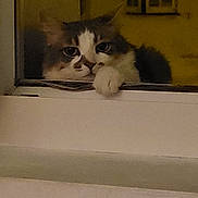 Fripouille participe au concours pour gagner de l'argent avec cette photo : cat, window, paw, curious, fluffy, indoor, resting, pet, animal, face, whiskers, fur, looking, yellow_background, night, closeup, domestic_cat, quiet, still, calm