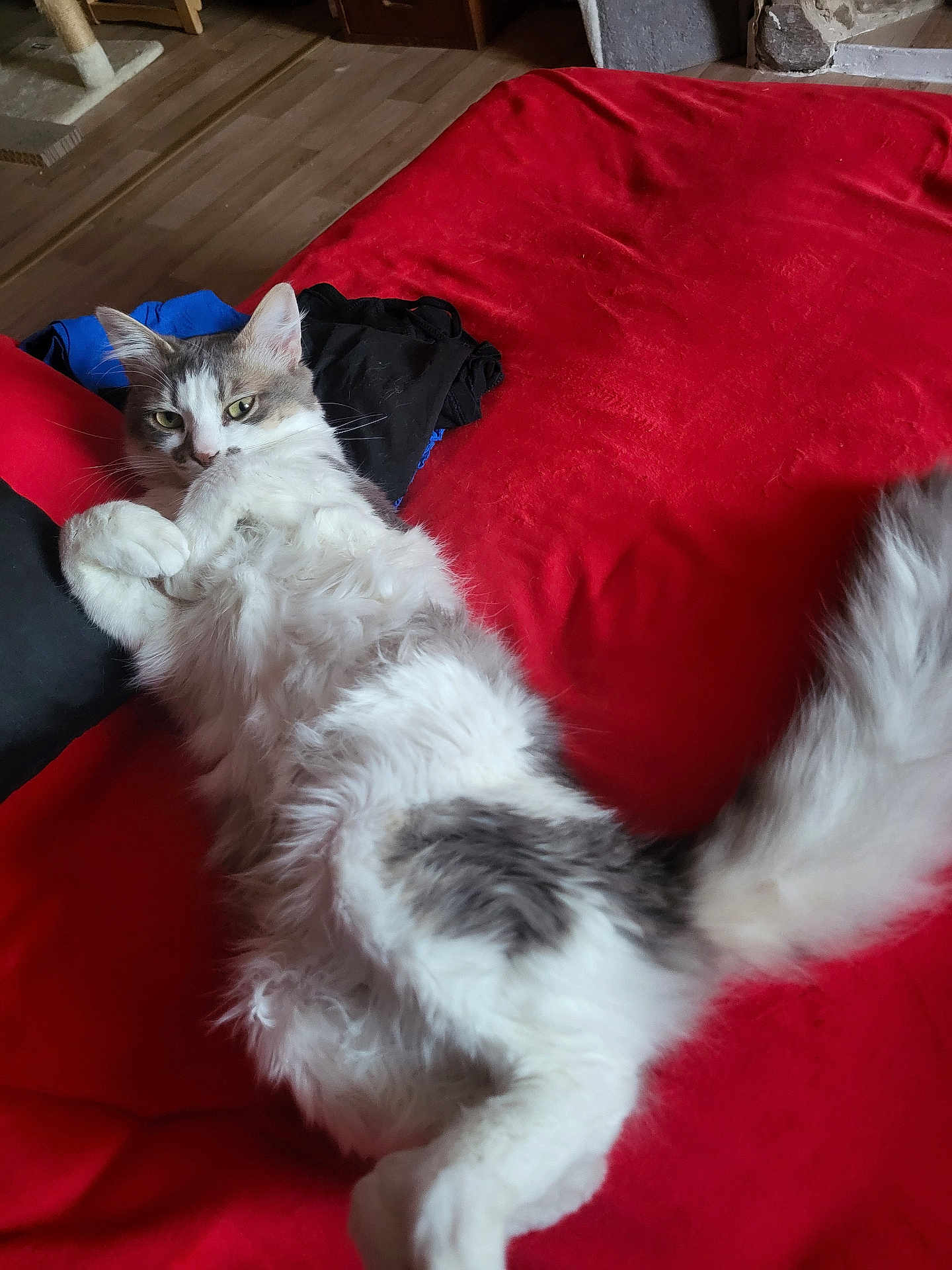 Fripouille participe au concours pour gagner de l'argent avec cette photo : cat, fluffy, white, gray, indoor, bed, blanket, red, relaxed, pet, animal, fur, resting, cozy, clothes, floor, wooden_floor, tail, cute, lying_down