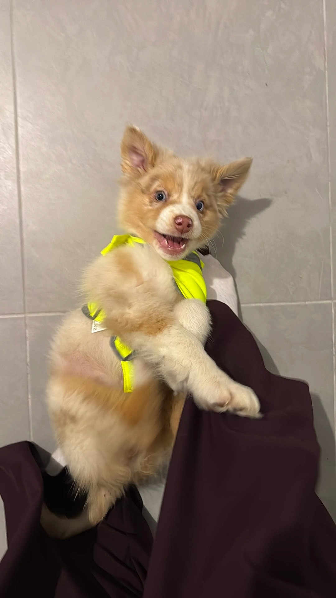 Aïka participe au concours pour gagner de l'argent avec cette photo : puppy, dog, yellow_harness, fluffy, playful, indoor, tiled_floor, white_socks, dark_pants, pet, young_dog, cute, happy, fur, canine, pet_accessory, person, floor, animal, domestic