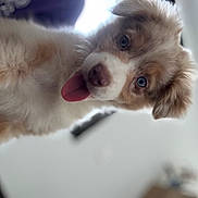 Aïka a rejoint le concours — aidez-le/la à gagner de superbes lots ! puppy, dog, fluffy, blue_eyes, tongue_out, close_up, pet, cute, indoor, young_dog, fur, animal, canine, playful, adorable, portrait, companion, friendly, domestic_animal, curious