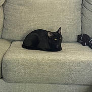 Salem is registered to the contest to win money with this photo: cat, black_cat, couch, furniture, indoor, pet, animal, resting, yellow_eyes, cozy, fabric, texture, home, living_room, calm, comfortable, fur, sitting, loaf_position, relaxing