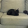 cat, black_cat, couch, furniture, indoor, pet, animal, resting, yellow_eyes, cozy, fabric, texture, home, living_room, calm, comfortable, fur, sitting, loaf_position, relaxing