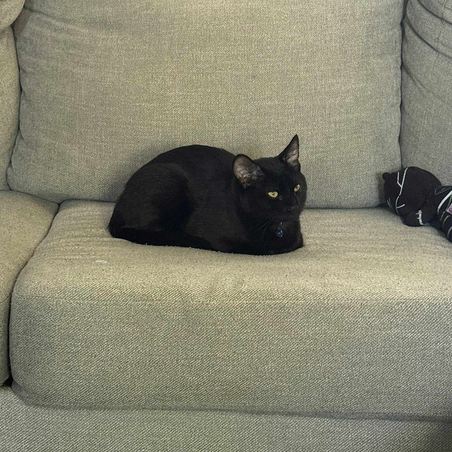 Salem is registered to the contest to win money with this photo: cat, black_cat, couch, furniture, indoor, pet, animal, resting, yellow_eyes, cozy, fabric, texture, home, living_room, calm, comfortable, fur, sitting, loaf_position, relaxing