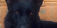 Shyva a rejoint le concours — aidez-le/la à gagner de superbes lots ! animal, black_dog, blanket, box, brown_eyes, calm, close_up, companion, cozy, dog, domestic_animal, ears, fabric, fur, furniture, indoor, looking_at_camera, pet, portrait, resting