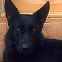 animal, black_dog, blanket, box, brown_eyes, calm, close_up, companion, cozy, dog, domestic_animal, ears, fabric, fur, furniture, indoor, looking_at_camera, pet, portrait, resting