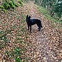 Shyva participe au concours pour gagner de l'argent avec cette photo : animal, autumn, bark, black_dog, canine, dog, forest, greenery, ground, leaves, moss, nature, outdoor, path, pets, scenery, trail, trees, walking, woods