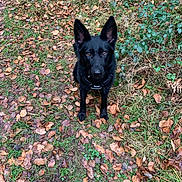 Shyva a rejoint le concours — aidez-le/la à gagner de superbes lots ! alert, animal, autumn, black_dog, canine, collar, dog, ears, eyes, forest, fur, grass, greenery, leaves, mammal, nature, outdoor, path, pet, walking