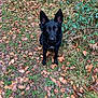 alert, animal, autumn, black_dog, canine, collar, dog, ears, eyes, forest, fur, grass, greenery, leaves, mammal, nature, outdoor, path, pet, walking