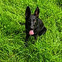 Shyva participe au concours pour gagner de l'argent avec cette photo : animal, black_dog, canine, dog, ears, field, fur, grass, greenery, happy, nature, outdoor, pet, playful, sitting, summer, tongue, tongue_out, wet, wet_dog