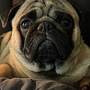 Milo joined the competition — help win amazing prizes! dog, pug, pet, close_up, portrait, face, animal, cute, wrinkles, eyes, fur, indoor, blanket, resting, cozy, mammal, companion, canine, expression, warm_lighting