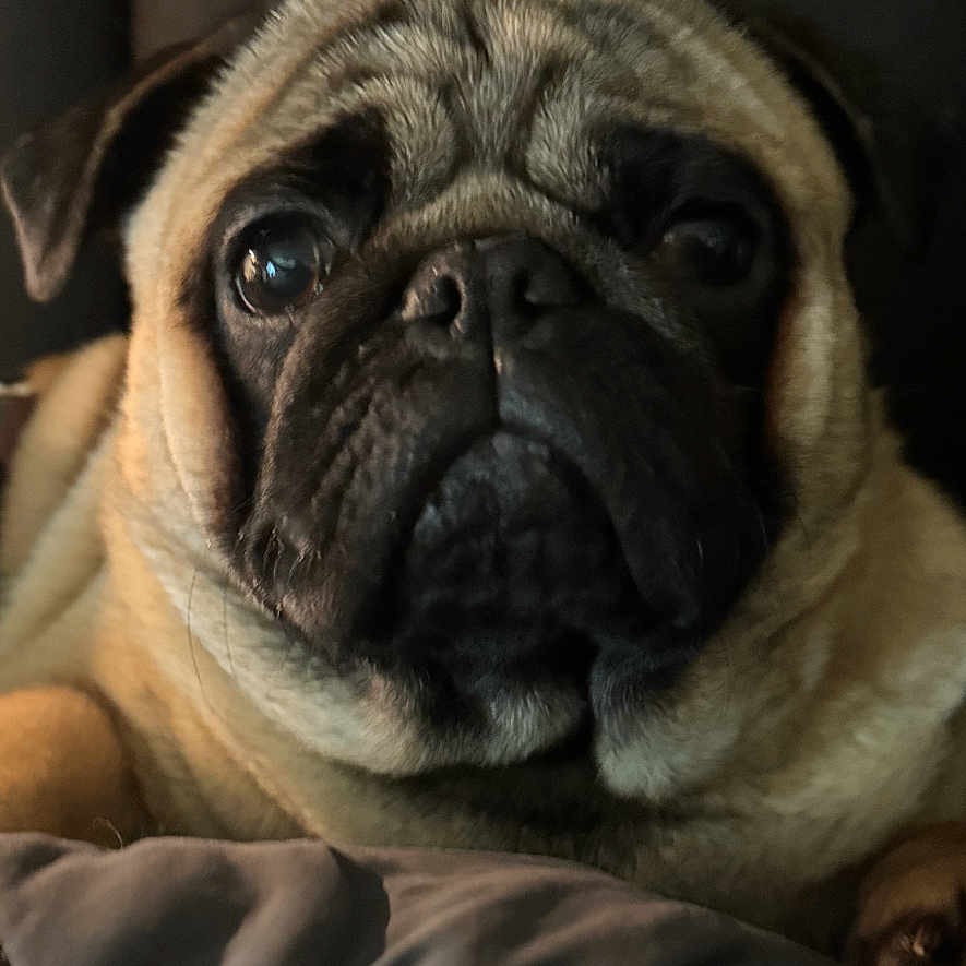 Milo joined the competition — help win amazing prizes! animal, blanket, canine, close_up, companion, cozy, cute, dog, expression, eyes, face, fur, indoor, mammal, pet, portrait, pug, resting, warm_lighting, wrinkles