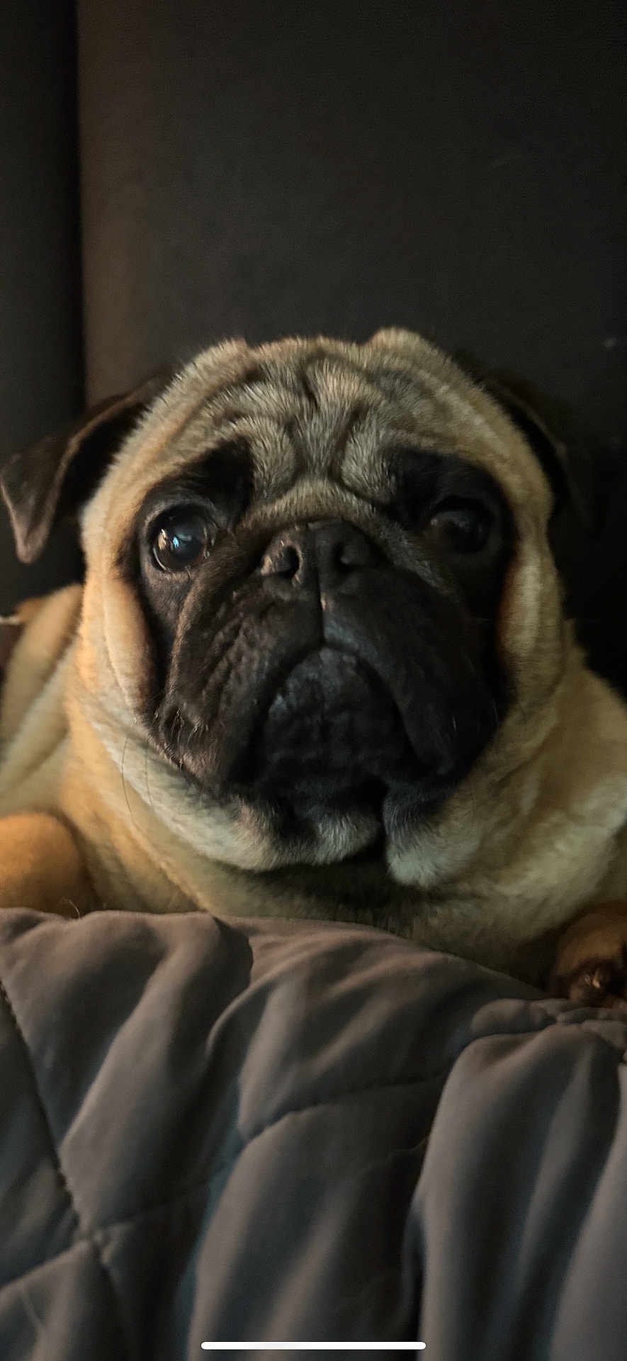 Milo joined the competition — help win amazing prizes! dog, pug, pet, close_up, portrait, face, animal, cute, wrinkles, eyes, fur, indoor, blanket, resting, cozy, mammal, companion, canine, expression, warm_lighting