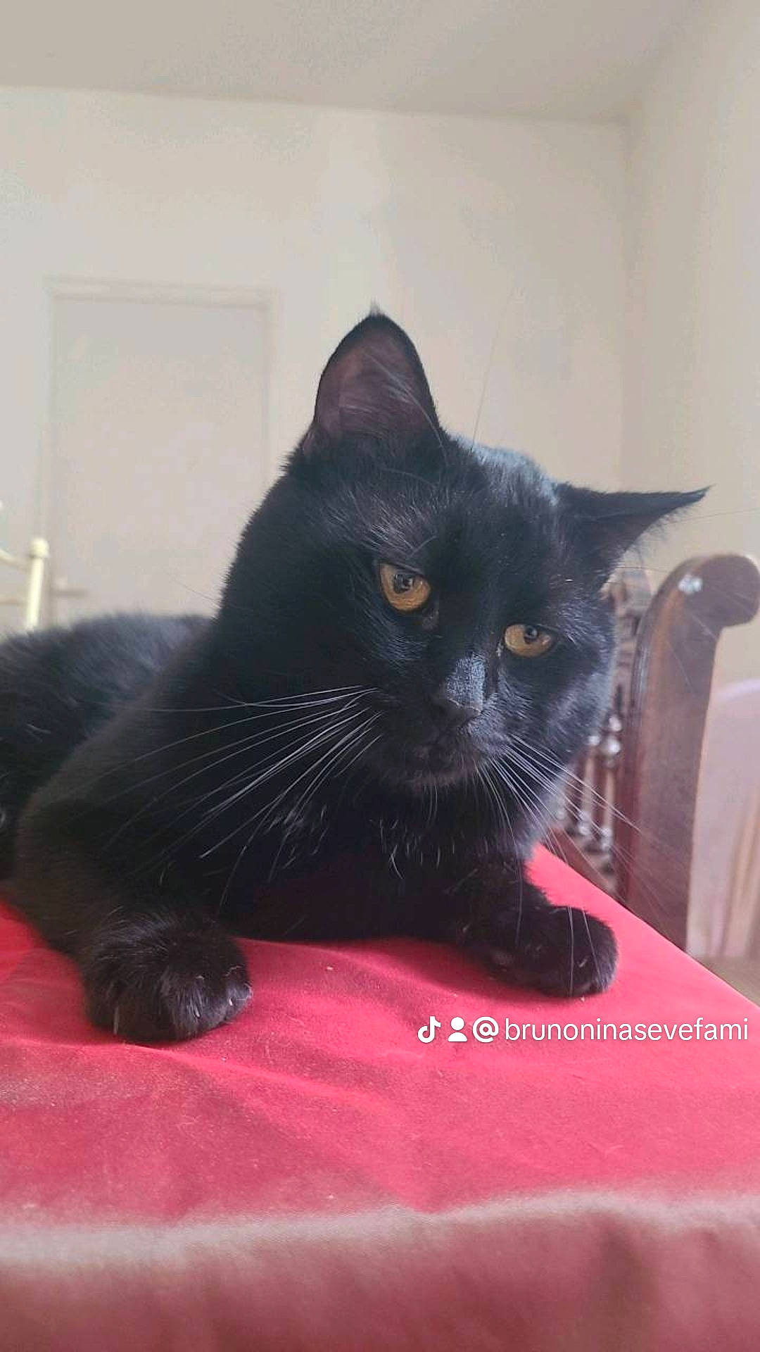 Bruno a rejoint le concours — aidez-le/la à gagner de superbes lots ! black_cat, bombay, carnivore, cat, cat_supply, chair, claw, comfort, domestic_short_haired_cat, eye, felidae, fur, paw, pet_supply, small_to_medium_sized_cats, snout, tail, terrestrial_animal, whiskers