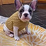 Fifi joined the competition — help win amazing prizes! french_bulldog, puppy, dog, sweater, knitted, yellow, white, rug, floor, tile, indoors, pet, cute, small, ears, sitting, looking, animal, cozy, background