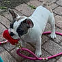 Fifi is registered to the contest to win money with this photo: dog, puppy, french_bulldog, leash, red, pink, chewing, outdoor, pavement, curious, pet, animal, ears, white, brown_spots, playful, young, walking, closeup, canine