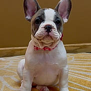 Fifi is registered to the contest to win money with this photo: french_bulldog, puppy, dog, pet, animal, sitting, indoor, collar, cute, ears, white_fur, brown_fur, floor, rug, paw, face, portrait, expression, young, domestic