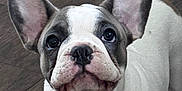 Fifi joined the competition — help win amazing prizes! dog, french_bulldog, puppy, close_up, ears, cute, pet, animal, indoor, floor, looking_up, white, gray, black, face, nostrils, whiskers, snout, fur, young